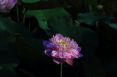 Enlarge photo 221