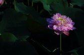 Enlarge photo 220