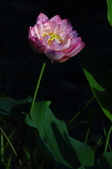 Enlarge photo 218