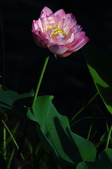 Enlarge photo 217