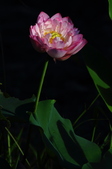 Enlarge photo 216