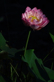 Enlarge photo 215