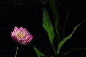 Enlarge photo 214