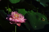 Enlarge photo 213