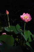 Enlarge photo 212