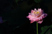 Enlarge photo 211
