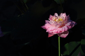 Enlarge photo 210