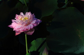 Enlarge photo 208