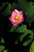 Enlarge photo 209