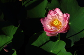 Enlarge photo 207