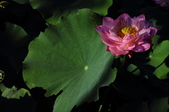 Enlarge photo 205