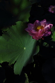 Enlarge photo 203