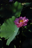 Enlarge photo 202