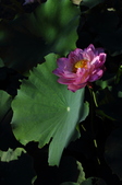 Enlarge photo 201