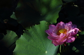 Enlarge photo 200