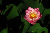 Enlarge photo 198