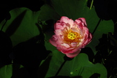Enlarge photo 197