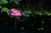 Enlarge photo 196