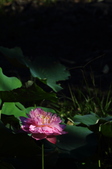 Enlarge photo 195