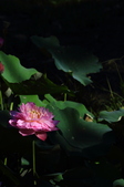 Enlarge photo 194