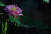 Enlarge photo 193