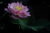 Enlarge photo 192