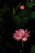 Enlarge photo 190