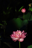 Enlarge photo 189