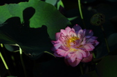 Enlarge photo 188