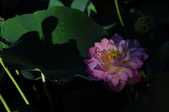 Enlarge photo 187