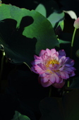 Enlarge photo 186