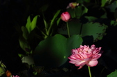 Enlarge photo 185