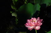 Enlarge photo 184