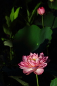 Enlarge photo 183