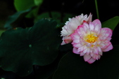 Enlarge photo 182