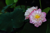 Enlarge photo 181