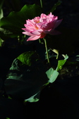 Enlarge photo 180