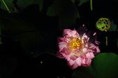 Enlarge photo 178