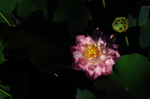 Enlarge photo 177