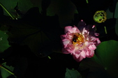 Enlarge photo 176