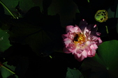 Enlarge photo 175