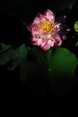 Enlarge photo 173