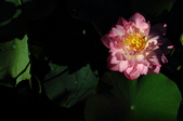 Enlarge photo 172