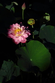 Enlarge photo 171