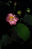 Enlarge photo 170