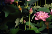 Enlarge photo 166