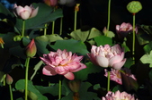 Enlarge photo 165
