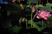 Enlarge photo 164