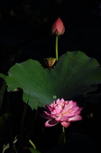 Enlarge photo 163