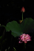 Enlarge photo 162